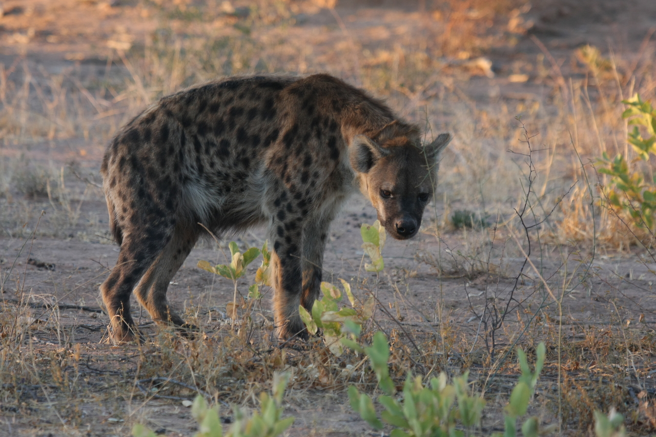 [3364] 2016_06_22_12_06_59_Africa_Canon_EOS_40D_IMG__00791.jpg
