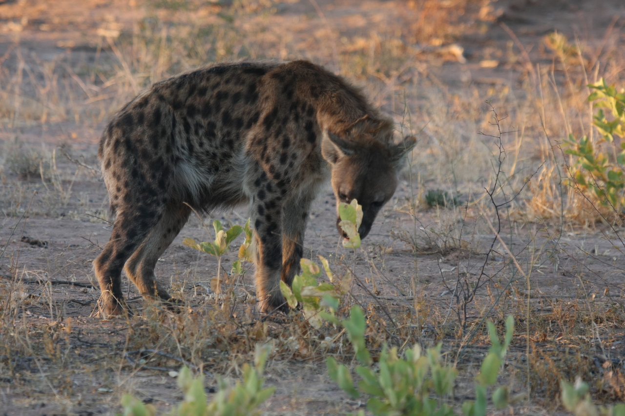 [3367] 2016_06_22_12_06_59_Africa_Canon_EOS_40D_IMG__08239.jpg