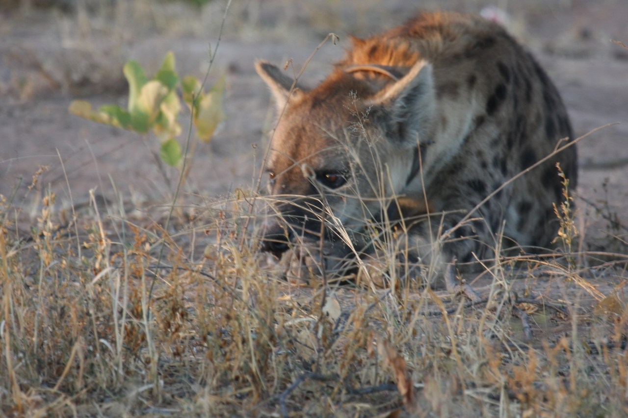 [3389] 2016_06_22_12_07_55_Africa_Canon_EOS_40D_IMG__00781.jpg