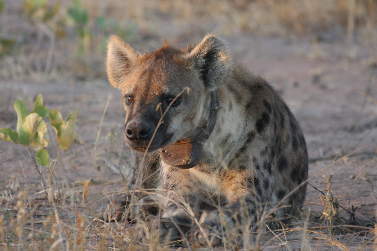 [3392] 2016_06_22_12_08_05_Africa_Canon_EOS_40D_IMG__00782.jpg