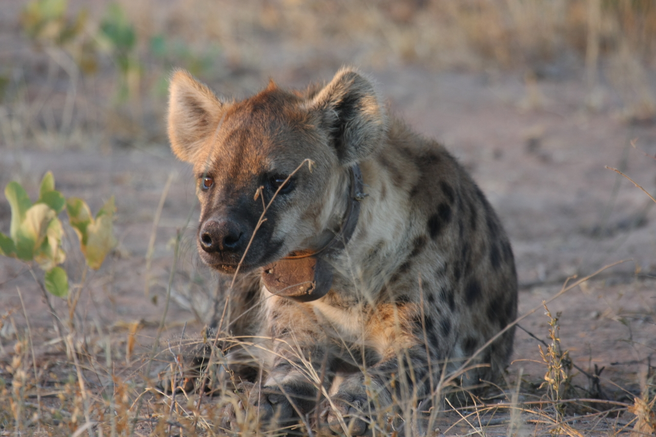 [3393] 2016_06_22_12_08_05_Africa_Canon_EOS_40D_IMG__00783.jpg