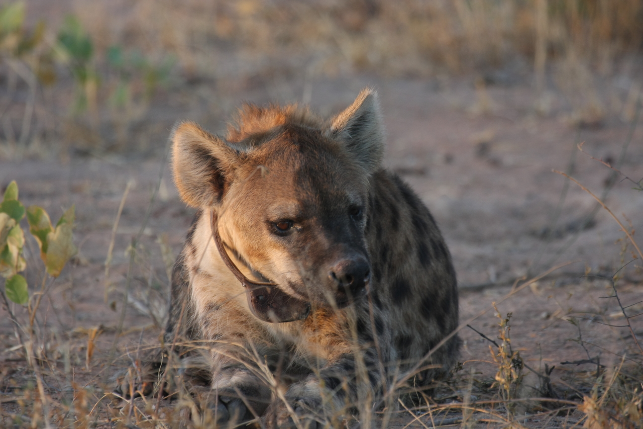 [3402] 2016_06_22_12_08_11_Africa_Canon_EOS_40D_IMG__00804.jpg