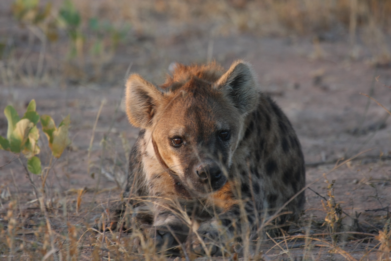 [3406] 2016_06_22_12_08_11_Africa_Canon_EOS_40D_IMG__08252.jpg