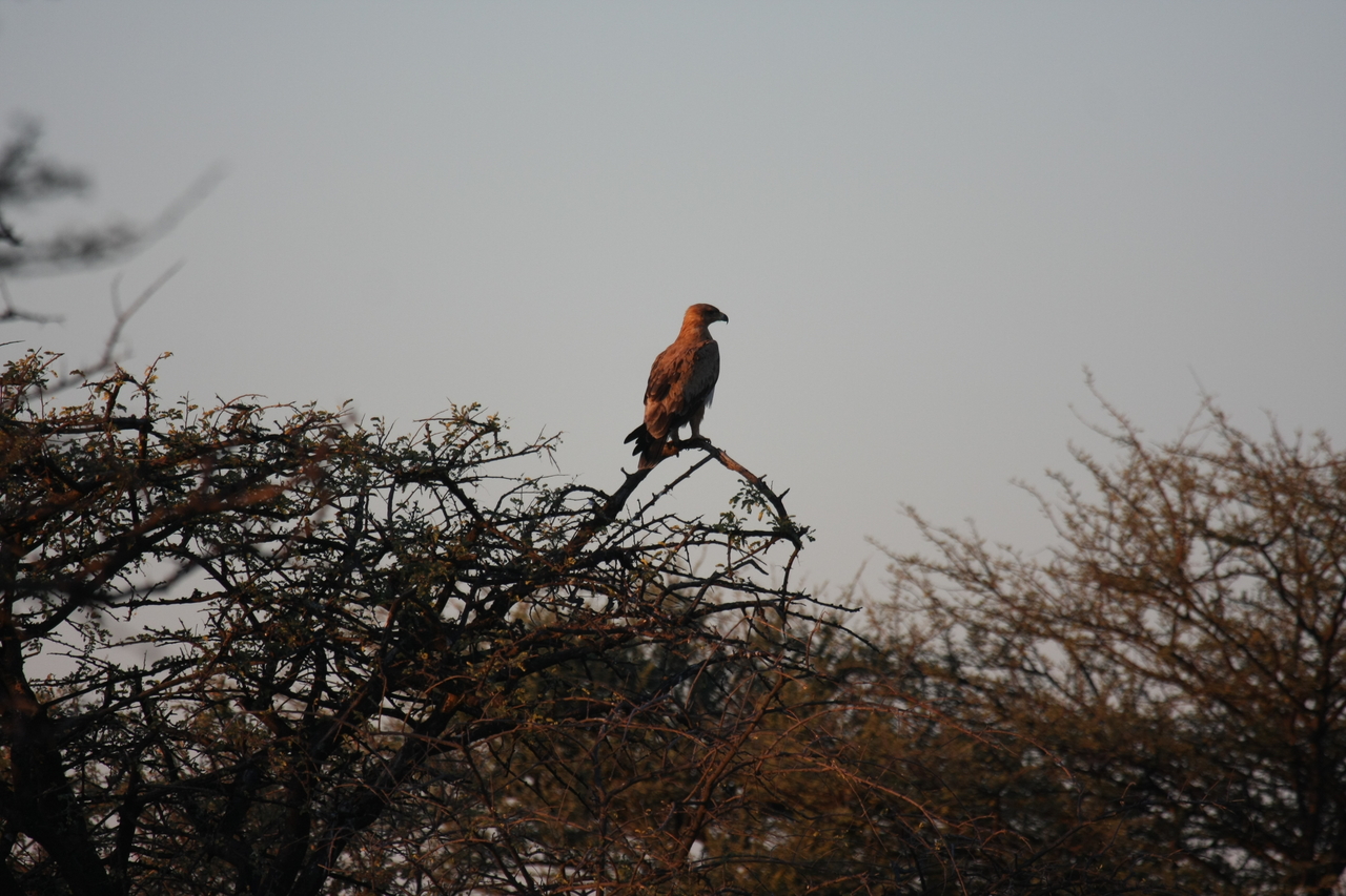 [3456] 2016_06_22_12_09_27_Africa_Canon_EOS_40D_IMG__00804.jpg