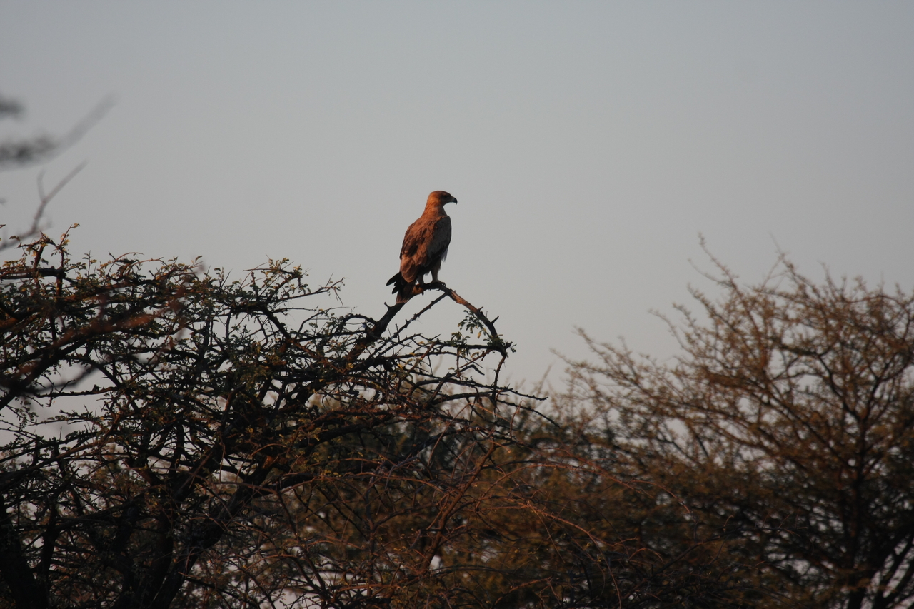 [3461] 2016_06_22_12_09_27_Africa_Canon_EOS_40D_IMG__08269.jpg
