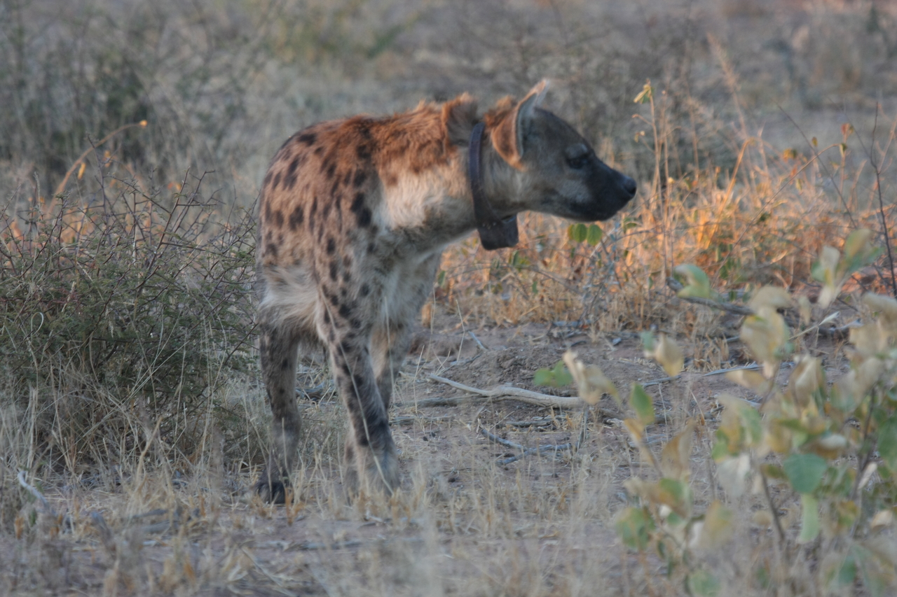 [3481] 2016_06_22_12_11_05_Africa_Canon_EOS_40D_IMG__00809.jpg