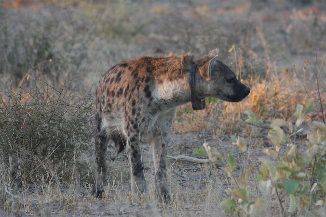 [3487] 2016_06_22_12_11_08_Africa_Canon_EOS_40D_IMG__00830.jpg