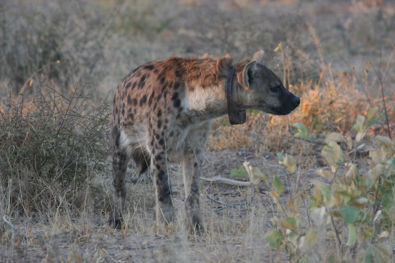 [3492] 2016_06_22_12_11_11_Africa_Canon_EOS_40D_IMG__08278.jpg