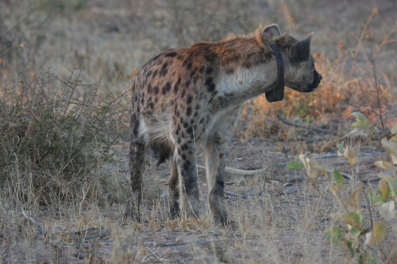 [3496] 2016_06_22_12_11_25_Africa_Canon_EOS_40D_IMG__00833.jpg