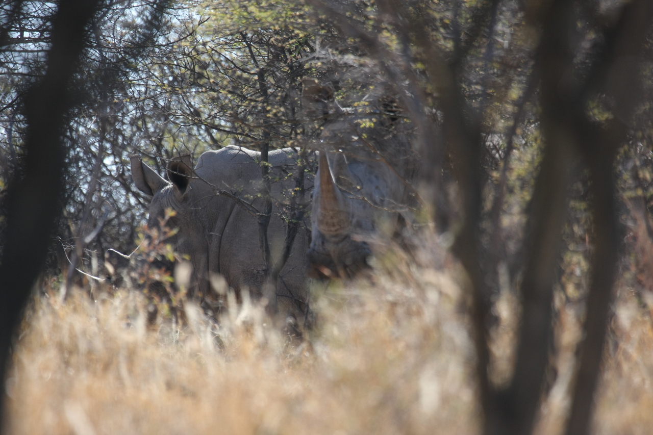 [4591] 2016_06_23_04_16_56_Africa_Canon_EOS_40D_IMG__00006.jpg