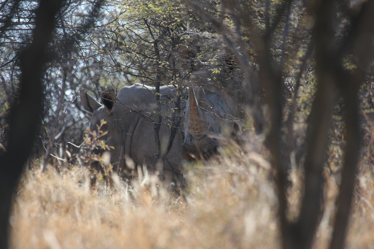 [4596] 2016_06_23_04_16_56_Africa_Canon_EOS_40D_IMG__08288.jpg