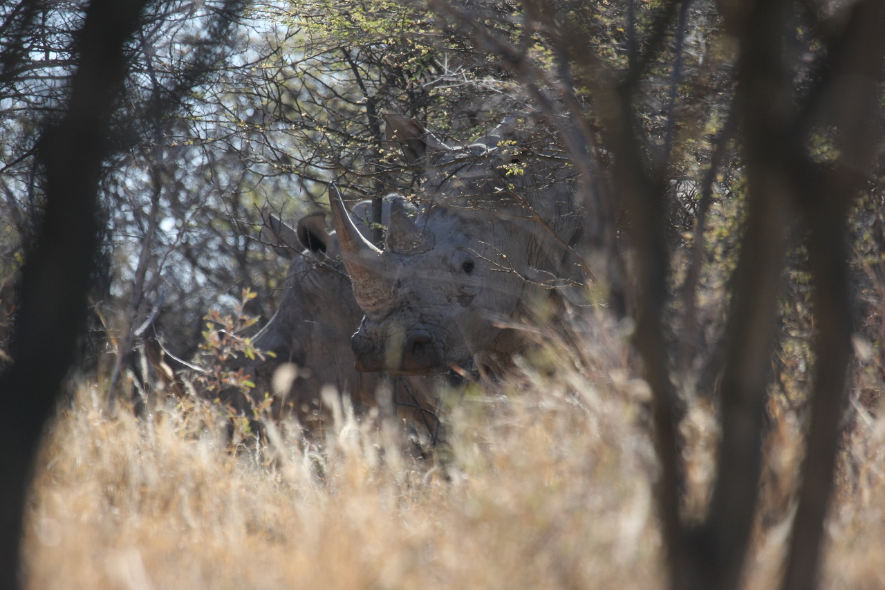 [4616] 2016_06_23_04_17_12_Africa_Canon_EOS_40D_IMG__00015.jpg