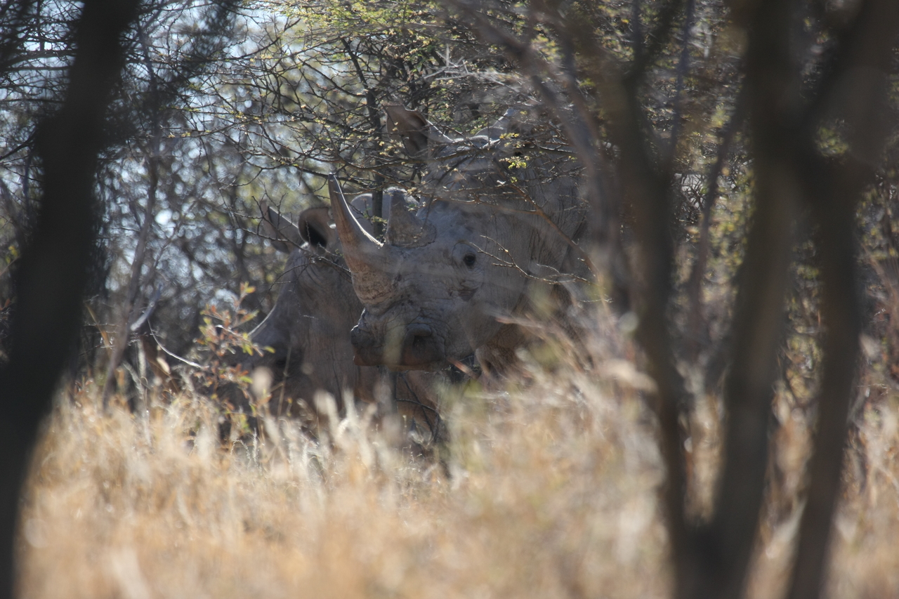 [4619] 2016_06_23_04_17_12_Africa_Canon_EOS_40D_IMG__08295.jpg