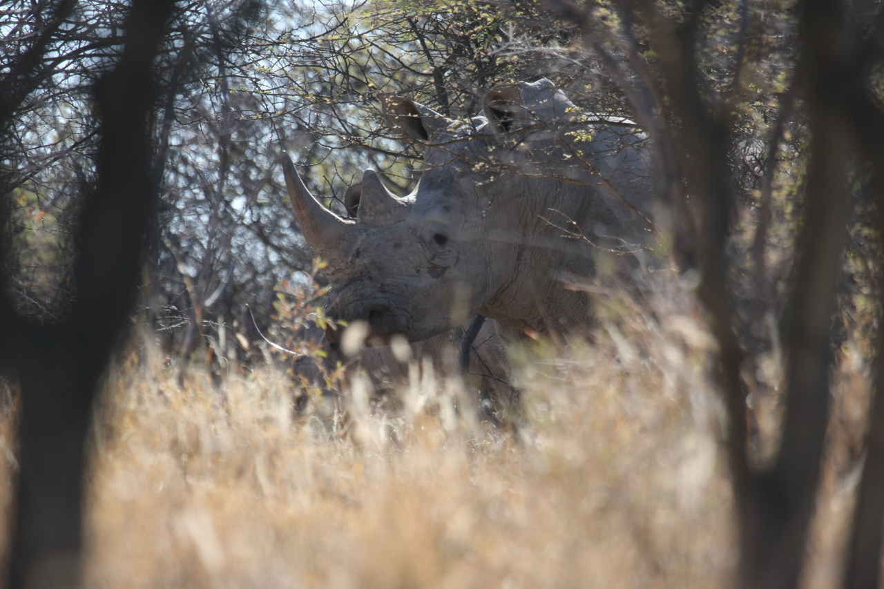[4625] 2016_06_23_04_17_28_Africa_Canon_EOS_40D_IMG__08297.jpg