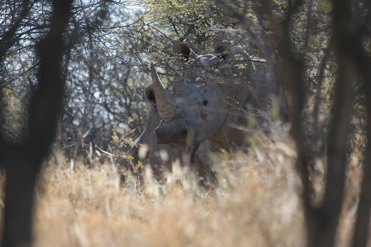[4632] 2016_06_23_04_17_30_Africa_Canon_EOS_40D_IMG__08300.jpg