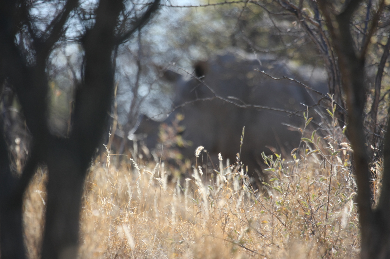 [4649] 2016_06_23_04_17_42_Africa_Canon_EOS_40D_IMG__08303.jpg
