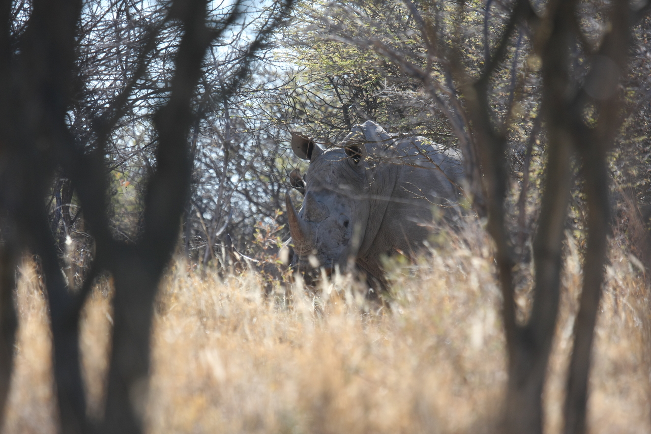 [4679] 2016_06_23_04_18_16_Africa_Canon_EOS_40D_IMG__00863.jpg