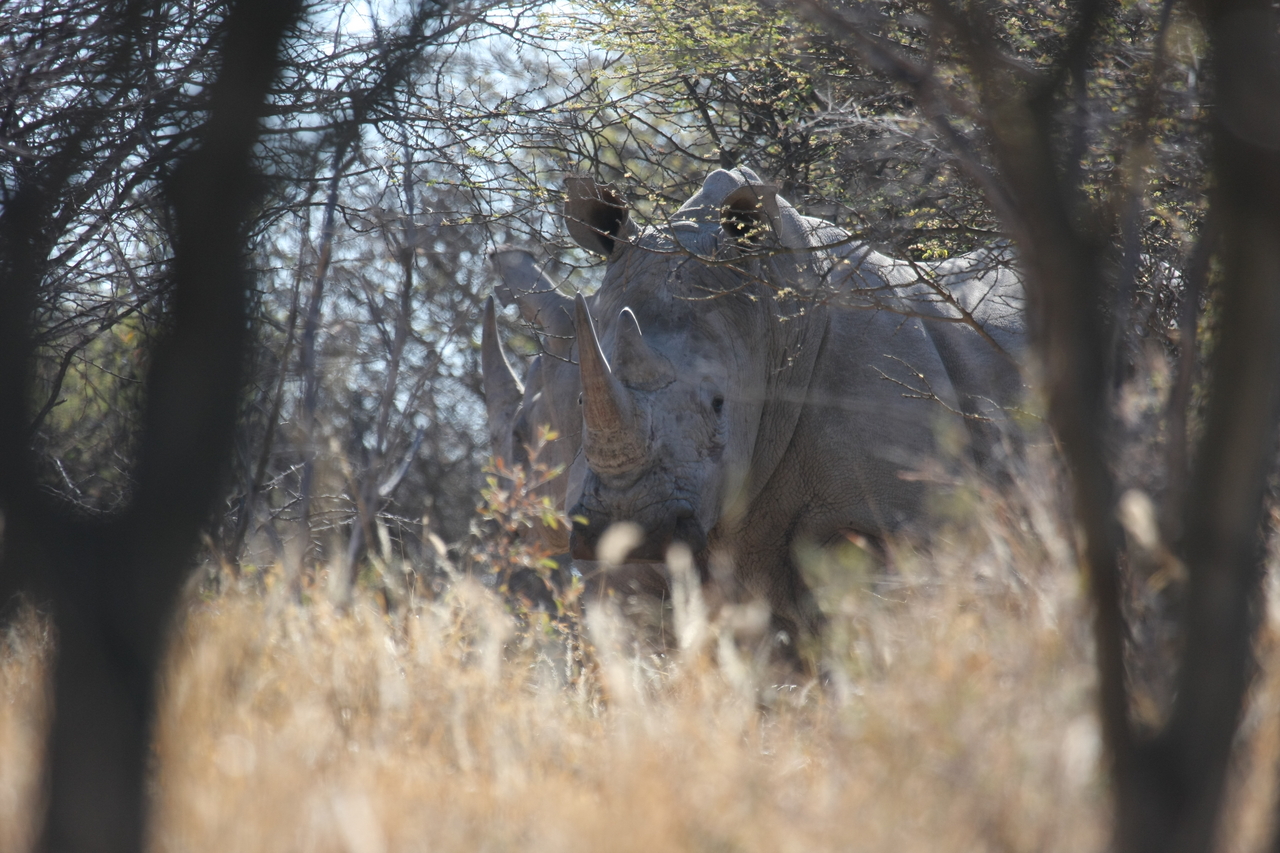 [4713] 2016_06_23_04_18_55_Africa_Canon_EOS_40D_IMG__08321.jpg