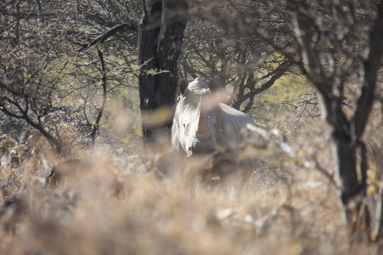 [4748] 2016_06_23_04_23_45_Africa_Canon_EOS_40D_IMG__00047.jpg