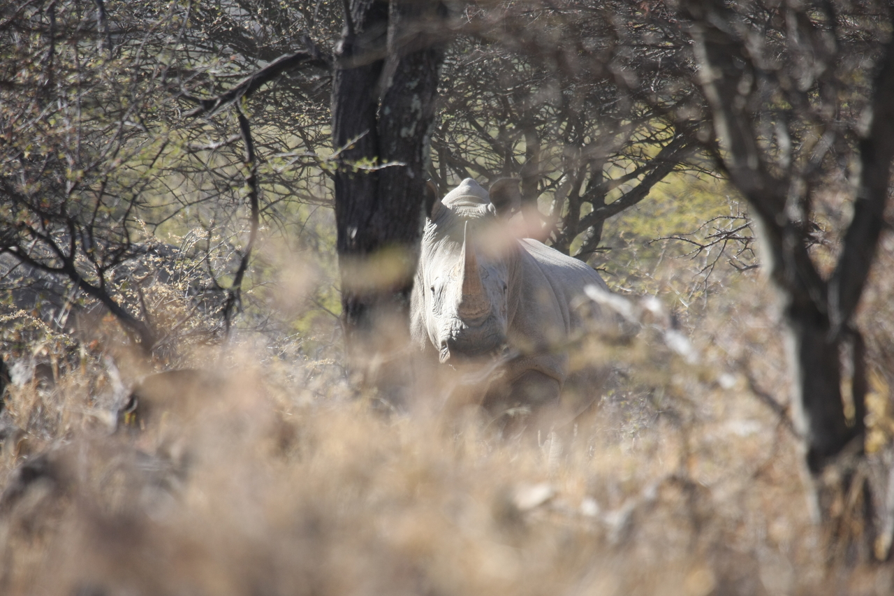 [4749] 2016_06_23_04_23_45_Africa_Canon_EOS_40D_IMG__00880.jpg