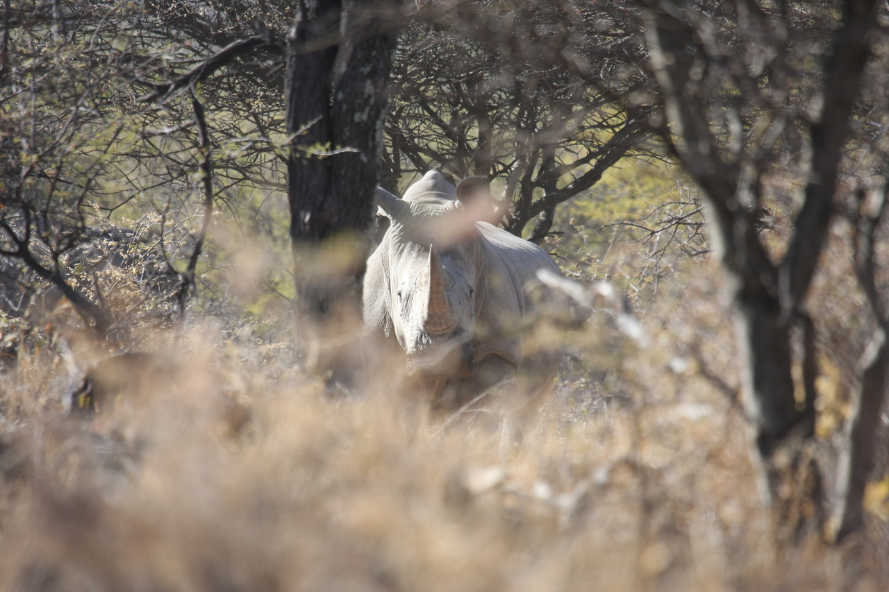 [4757] 2016_06_23_04_23_47_Africa_Canon_EOS_40D_IMG__00050.jpg