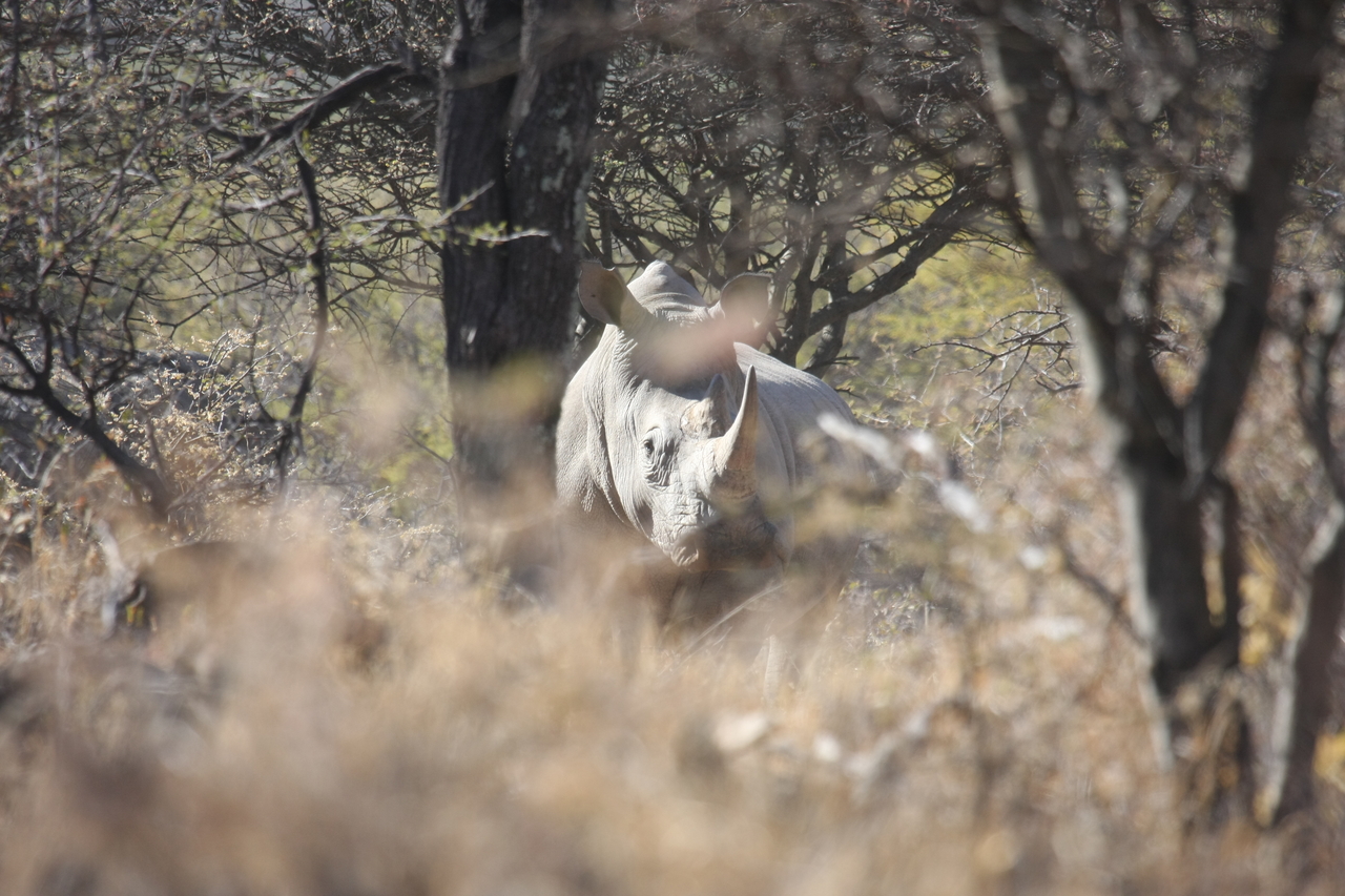 [4760] 2016_06_23_04_23_47_Africa_Canon_EOS_40D_IMG__08330.jpg