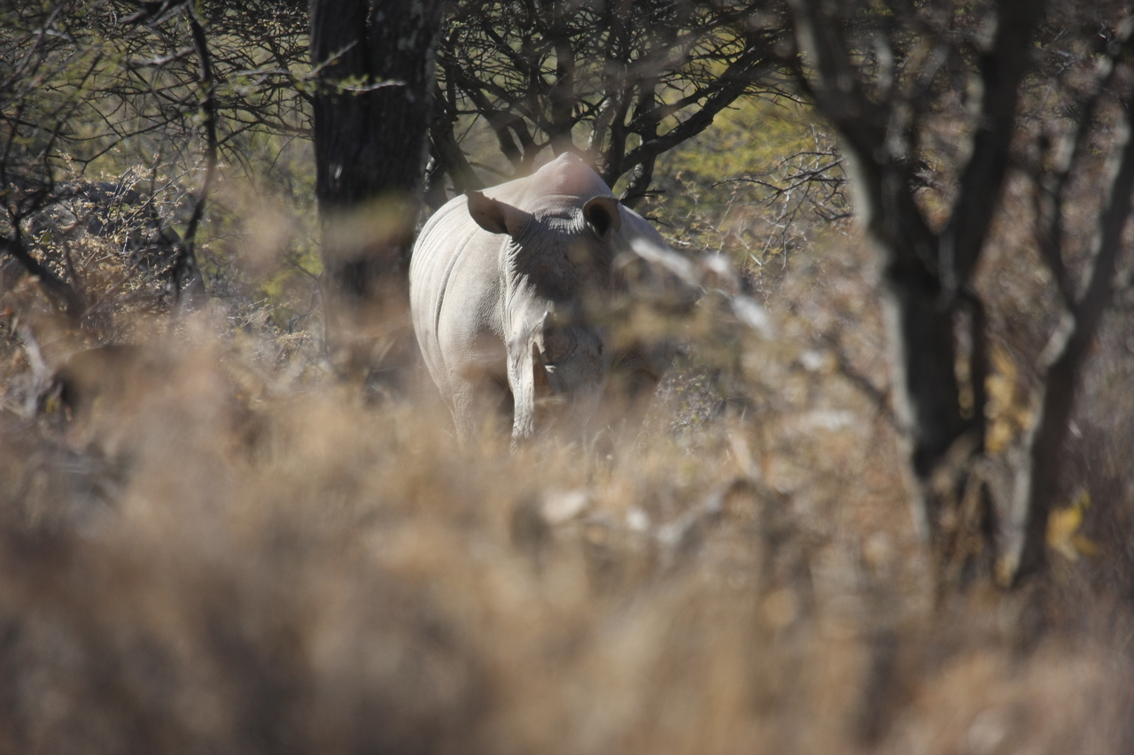 [4764] 2016_06_23_04_23_50_Africa_Canon_EOS_40D_IMG__08332.jpg