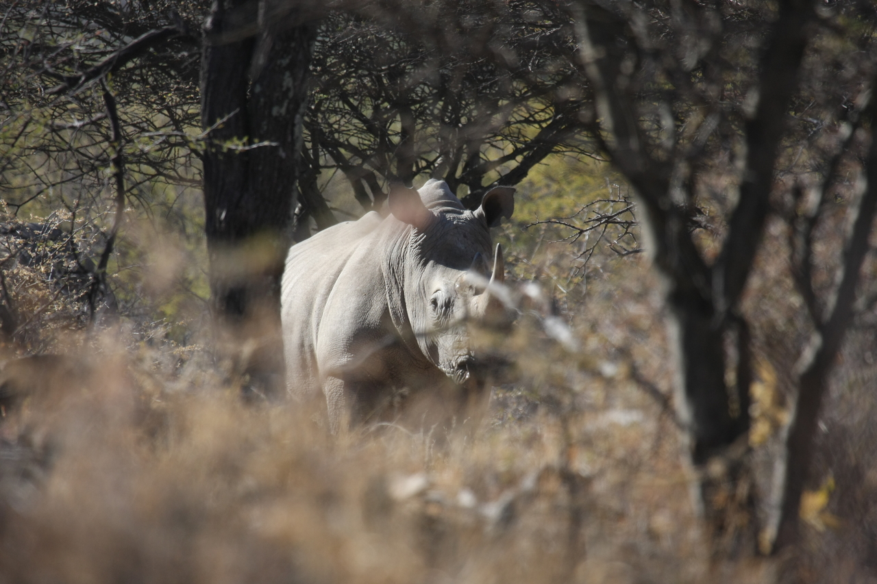 [4774] 2016_06_23_04_23_53_Africa_Canon_EOS_40D_IMG__00889.jpg