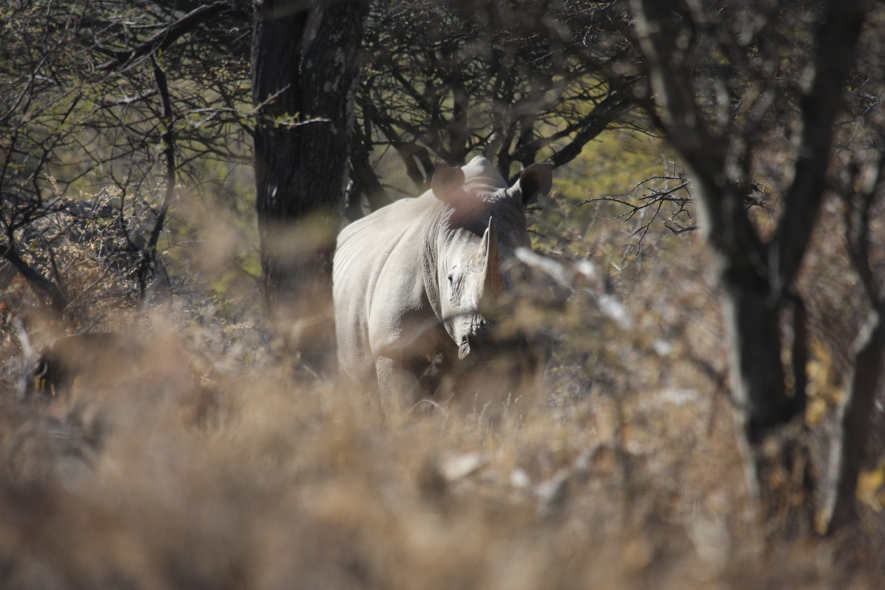 [4781] 2016_06_23_04_23_55_Africa_Canon_EOS_40D_IMG__00891.jpg