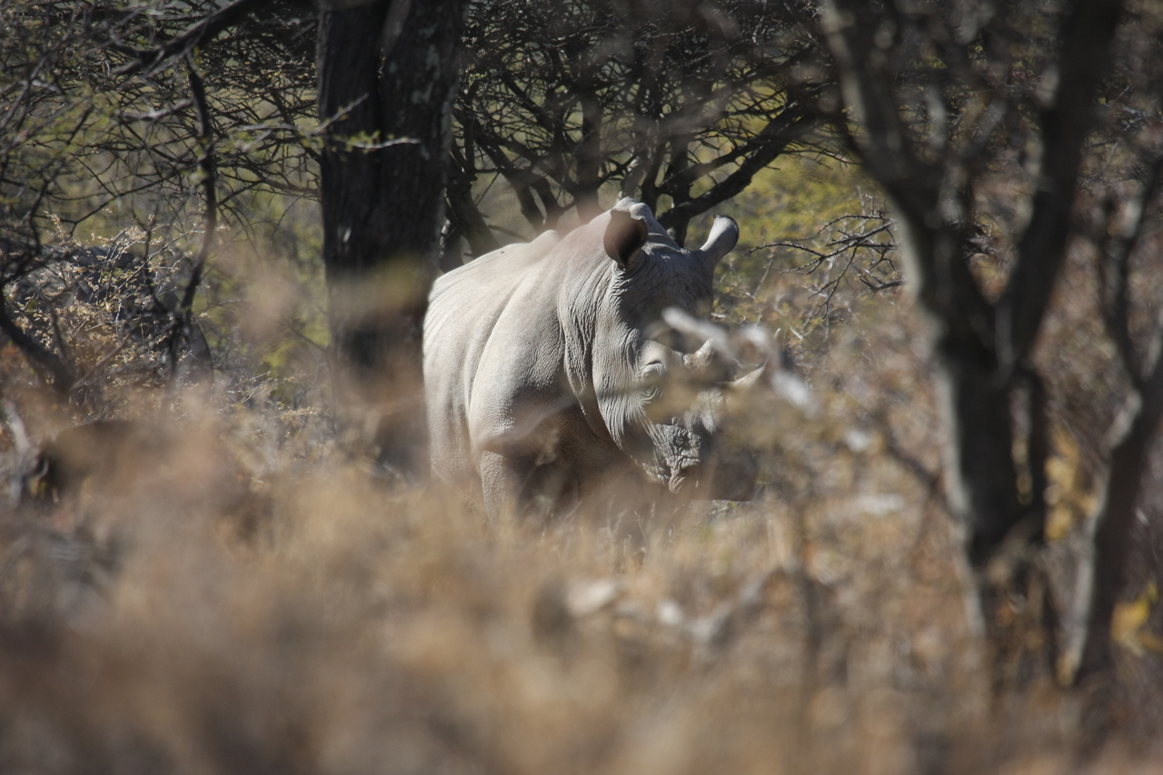 [4789] 2016_06_23_04_23_59_Africa_Canon_EOS_40D_IMG__00893.jpg
