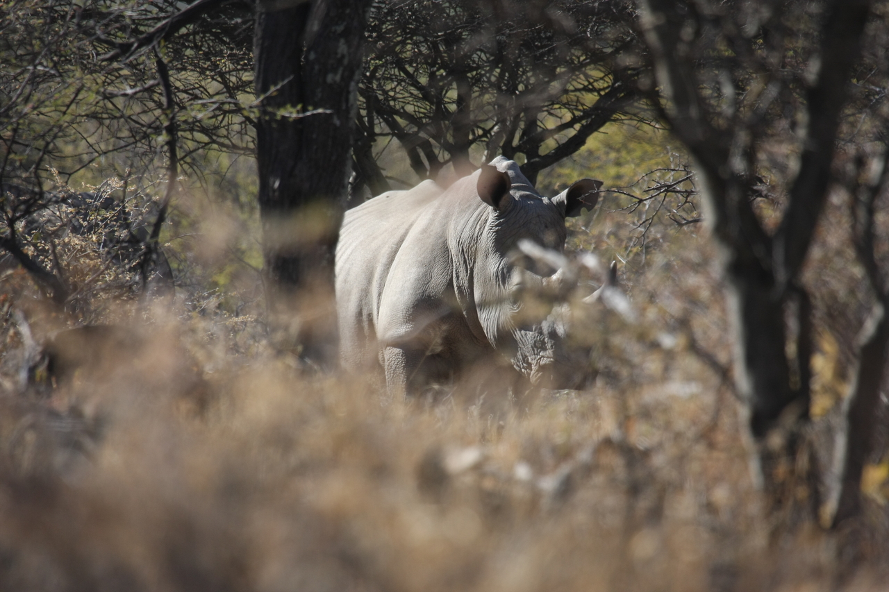 [4791] 2016_06_23_04_23_59_Africa_Canon_EOS_40D_IMG__00895.jpg