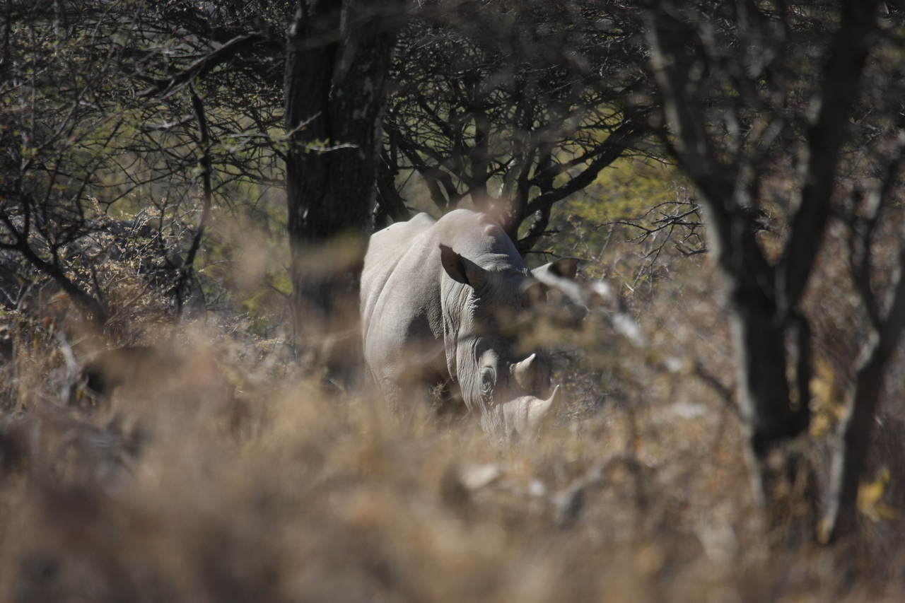 [4800] 2016_06_23_04_24_06_Africa_Canon_EOS_40D_IMG__00898.jpg