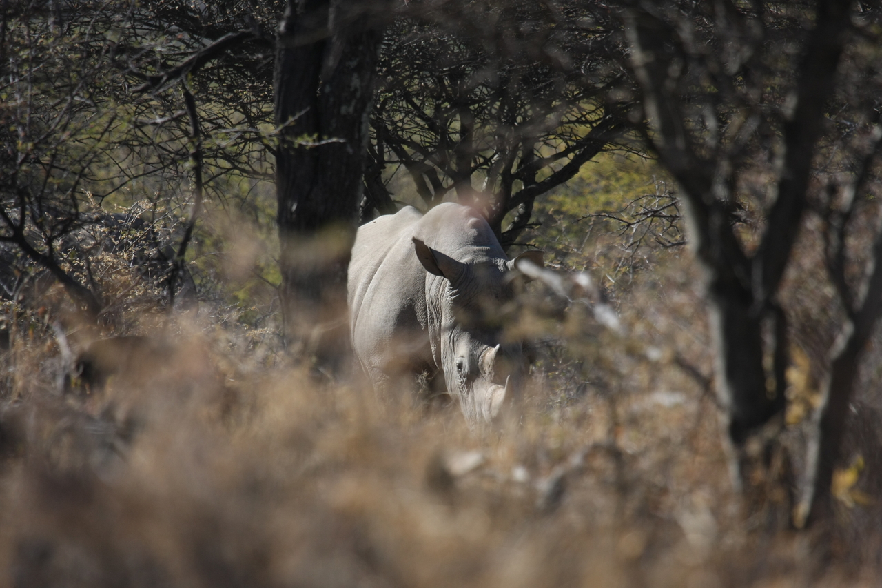 [4806] 2016_06_23_04_24_07_Africa_Canon_EOS_40D_IMG__08346.jpg