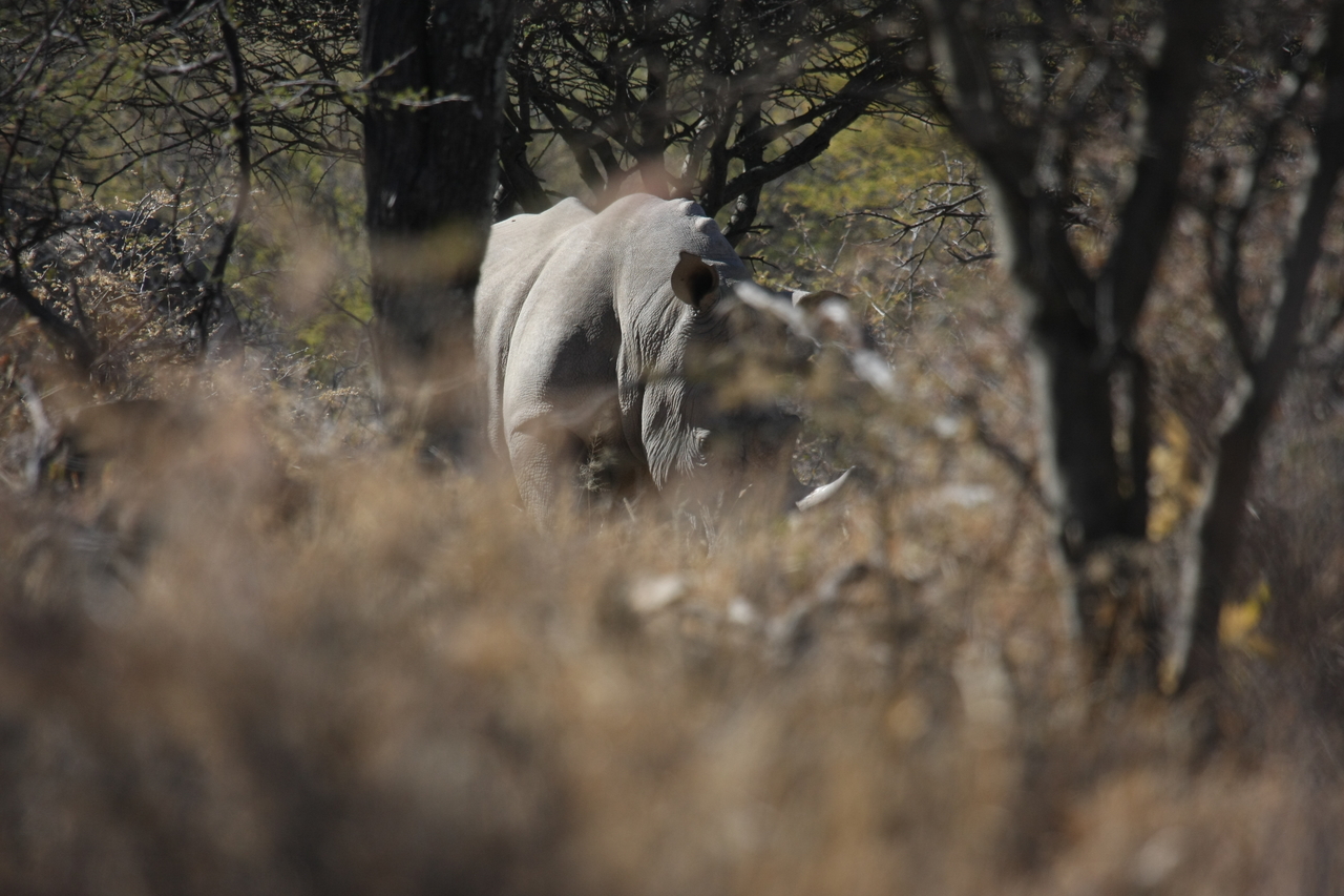 [4807] 2016_06_23_04_24_15_Africa_Canon_EOS_40D_IMG__00066.jpg