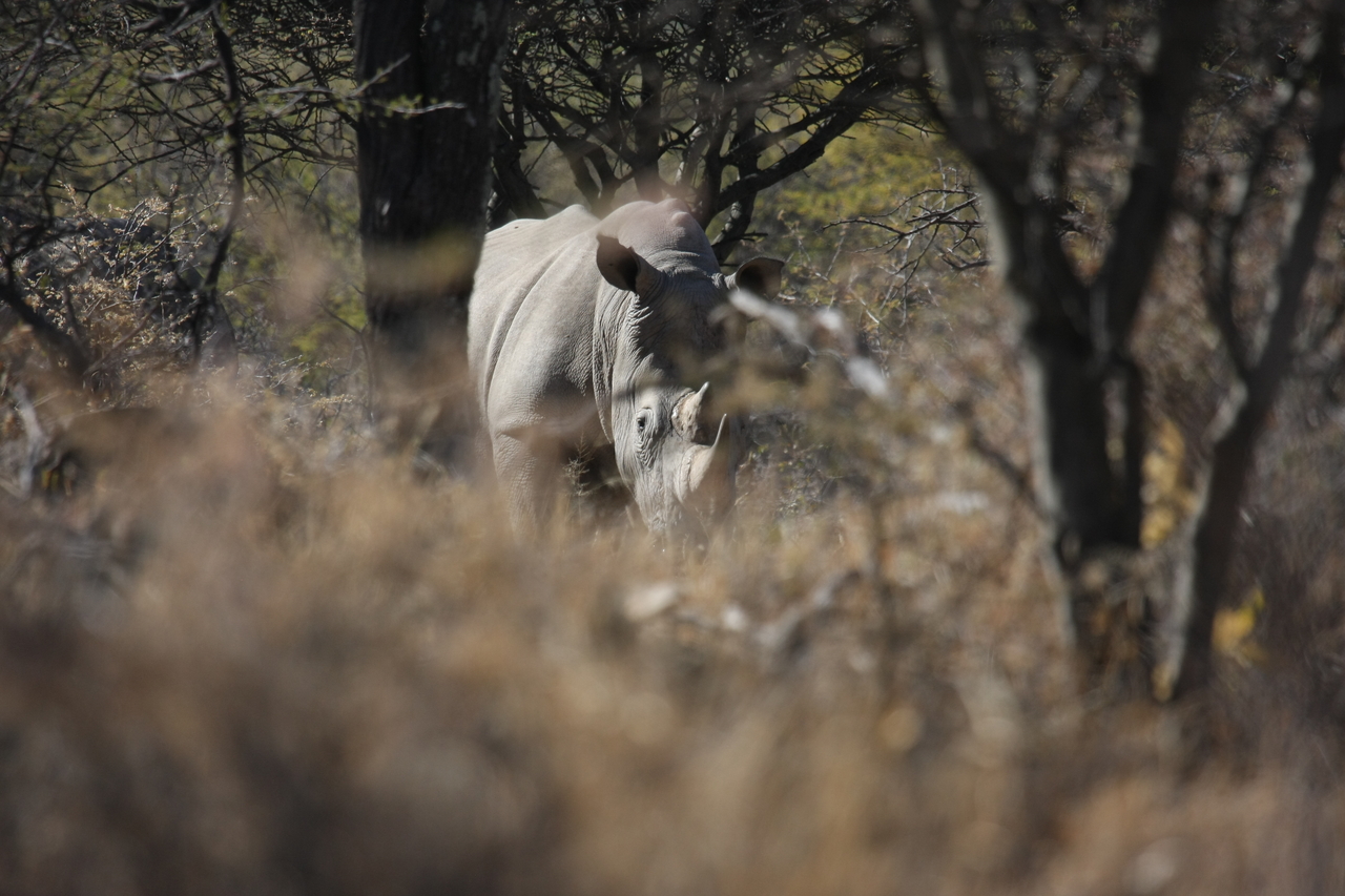 [4811] 2016_06_23_04_24_15_Africa_Canon_EOS_40D_IMG__00901.jpg