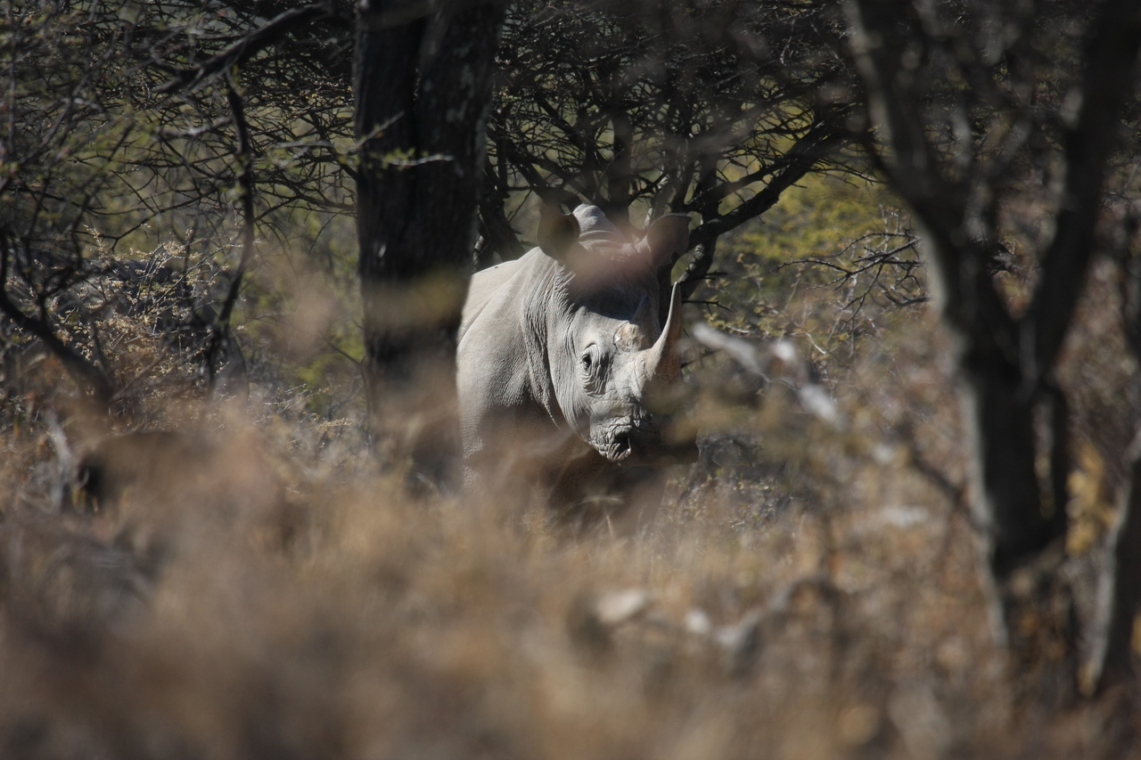 [4828] 2016_06_23_04_24_23_Africa_Canon_EOS_40D_IMG__08352.jpg