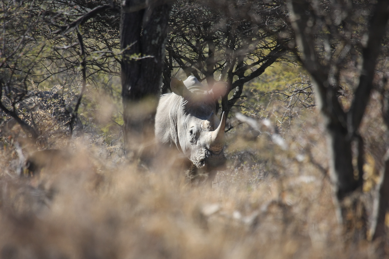[4851] 2016_06_23_04_24_37_Africa_Canon_EOS_40D_IMG__00082.jpg