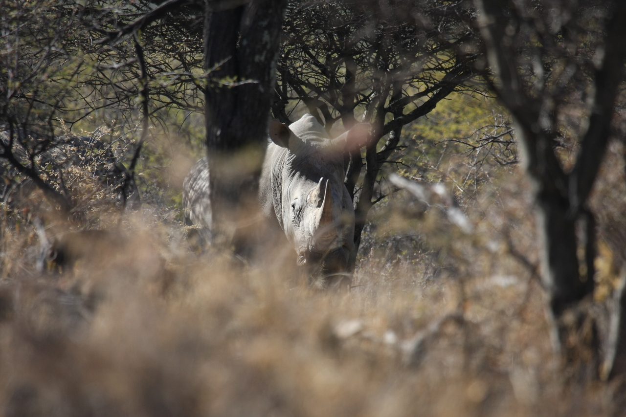 [4877] 2016_06_23_04_24_54_Africa_Canon_EOS_40D_IMG__00922.jpg