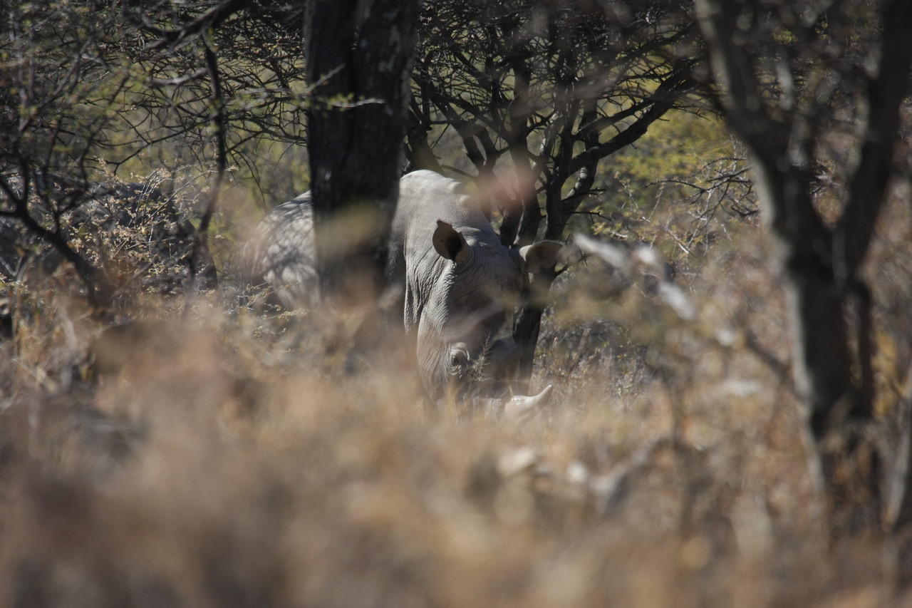 [4887] 2016_06_23_04_25_17_Africa_Canon_EOS_40D_IMG__00923.jpg