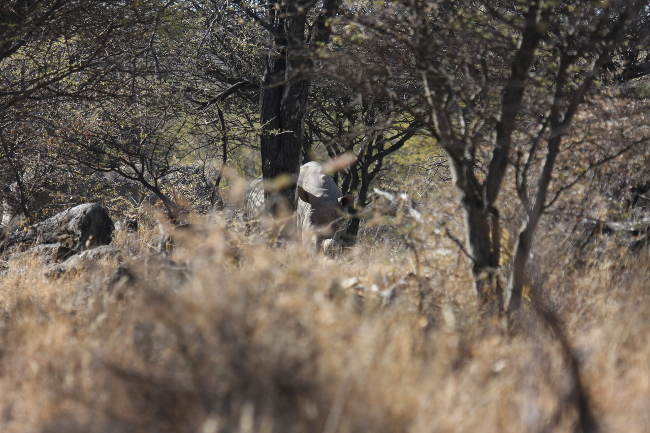 [4906] 2016_06_23_04_25_31_Africa_Canon_EOS_40D_IMG__00930.jpg