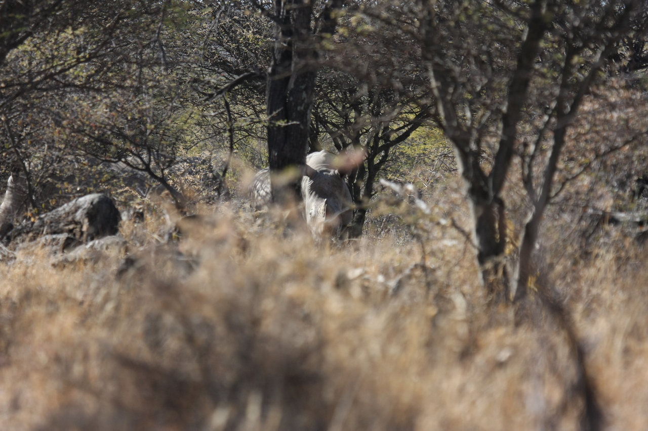 [4915] 2016_06_23_04_25_36_Africa_Canon_EOS_40D_IMG__00933.jpg