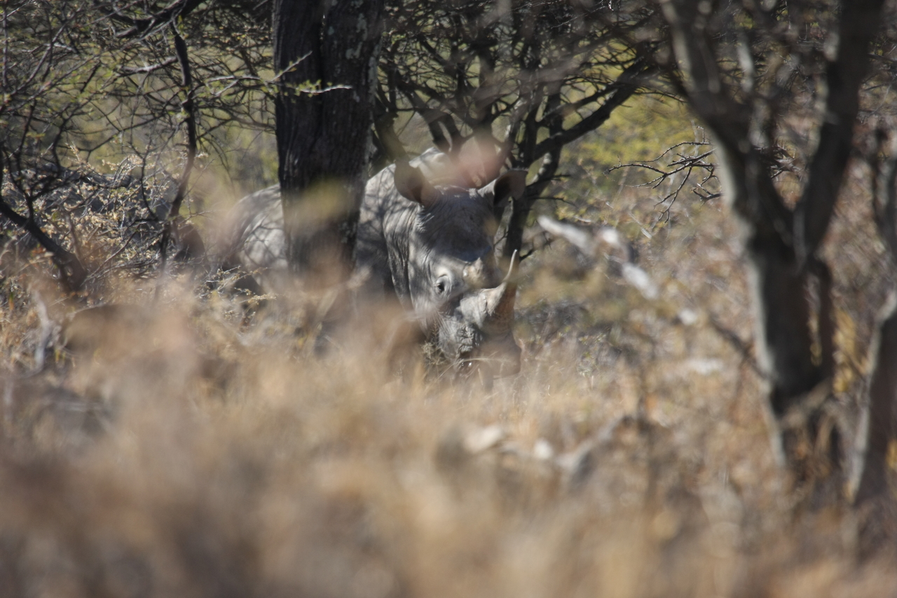 [4925] 2016_06_23_04_26_16_Africa_Canon_EOS_40D_IMG__08383.jpg