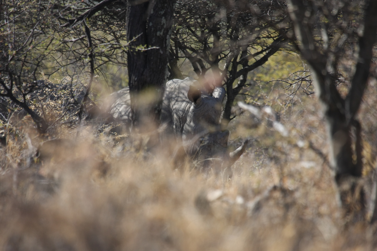 [4928] 2016_06_23_04_26_23_Africa_Canon_EOS_40D_IMG__00937.jpg