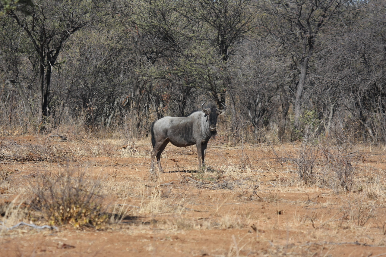 [4968] 2016_06_23_04_50_58_Africa_Canon_EOS_40D_IMG__08392.jpg
