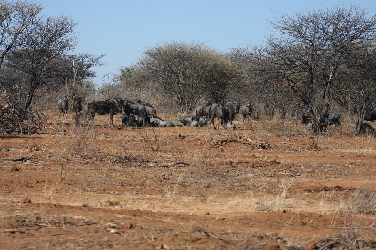 [4979] 2016_06_23_04_51_44_Africa_Canon_EOS_40D_IMG__08395.jpg