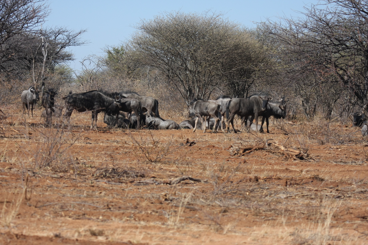 [4985] 2016_06_23_04_51_51_Africa_Canon_EOS_40D_IMG__00951.jpg