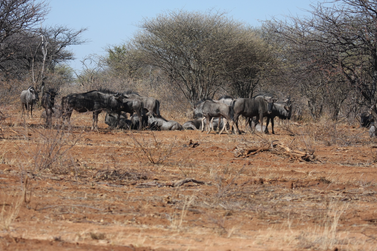 [4987] 2016_06_23_04_51_51_Africa_Canon_EOS_40D_IMG__08397.jpg