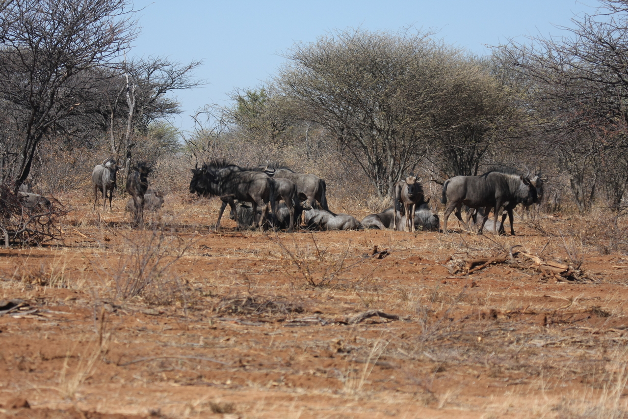 [4992] 2016_06_23_04_51_56_Africa_Canon_EOS_40D_IMG__00953.jpg