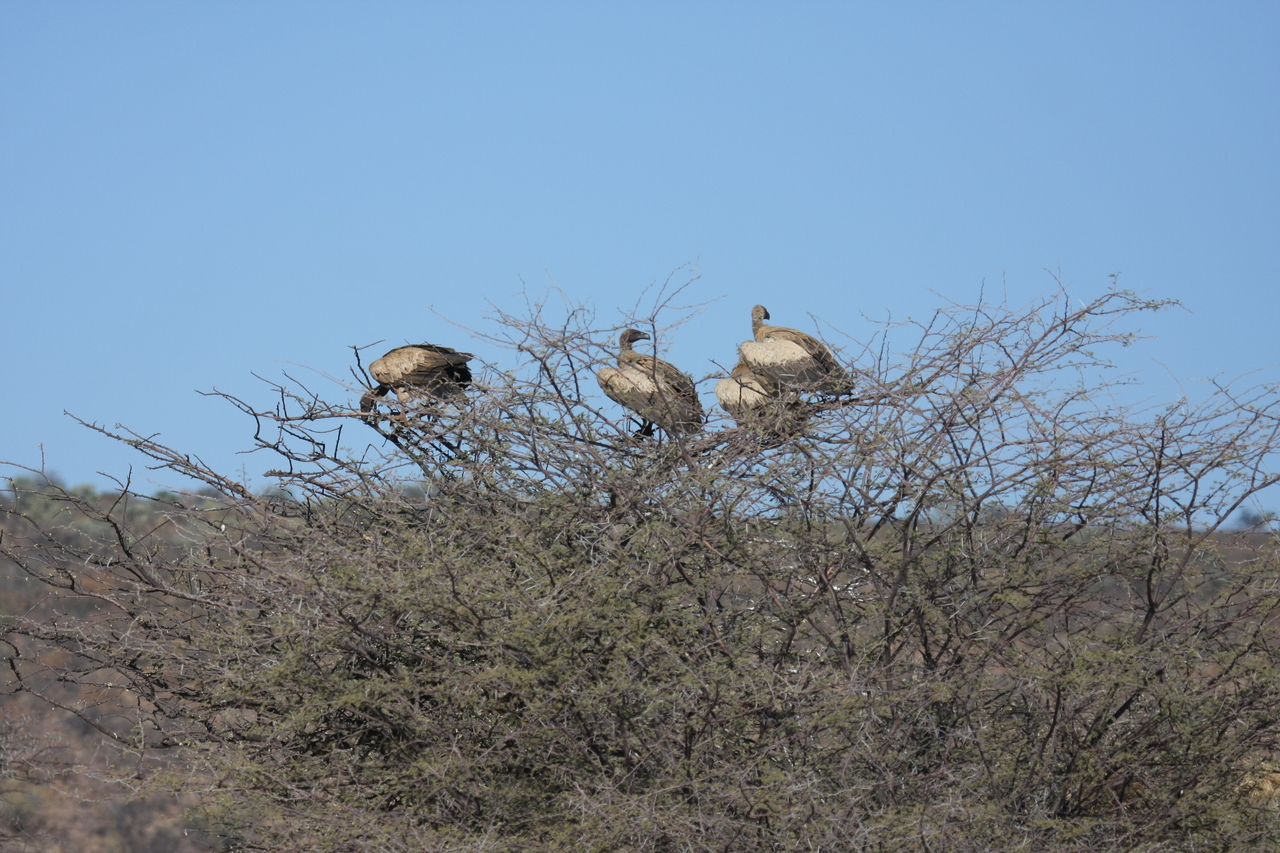 [5374] 2016_06_23_09_58_40_Africa_Canon_EOS_40D_IMG__00127.jpg