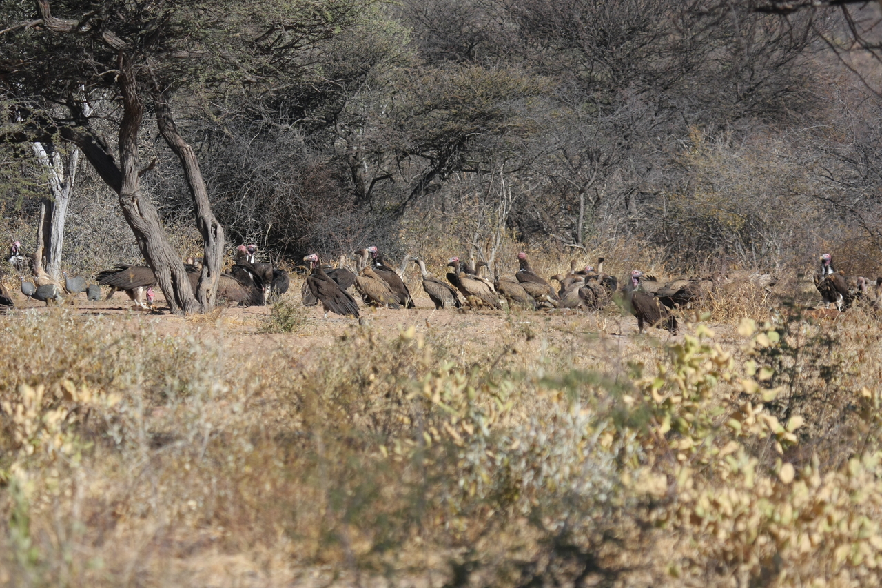 [5385] 2016_06_23_09_58_51_Africa_Canon_EOS_40D_IMG__00130.jpg